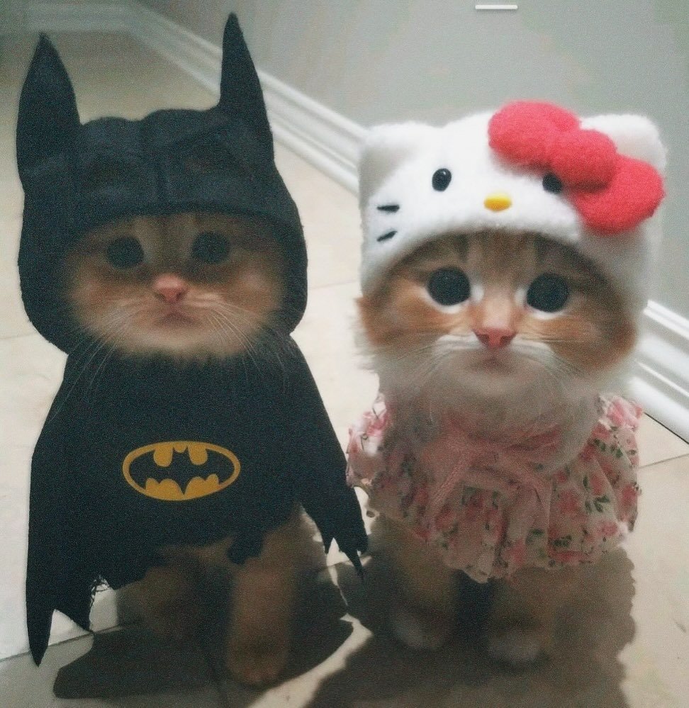 Miaw (@miaw) on Twitter photo 