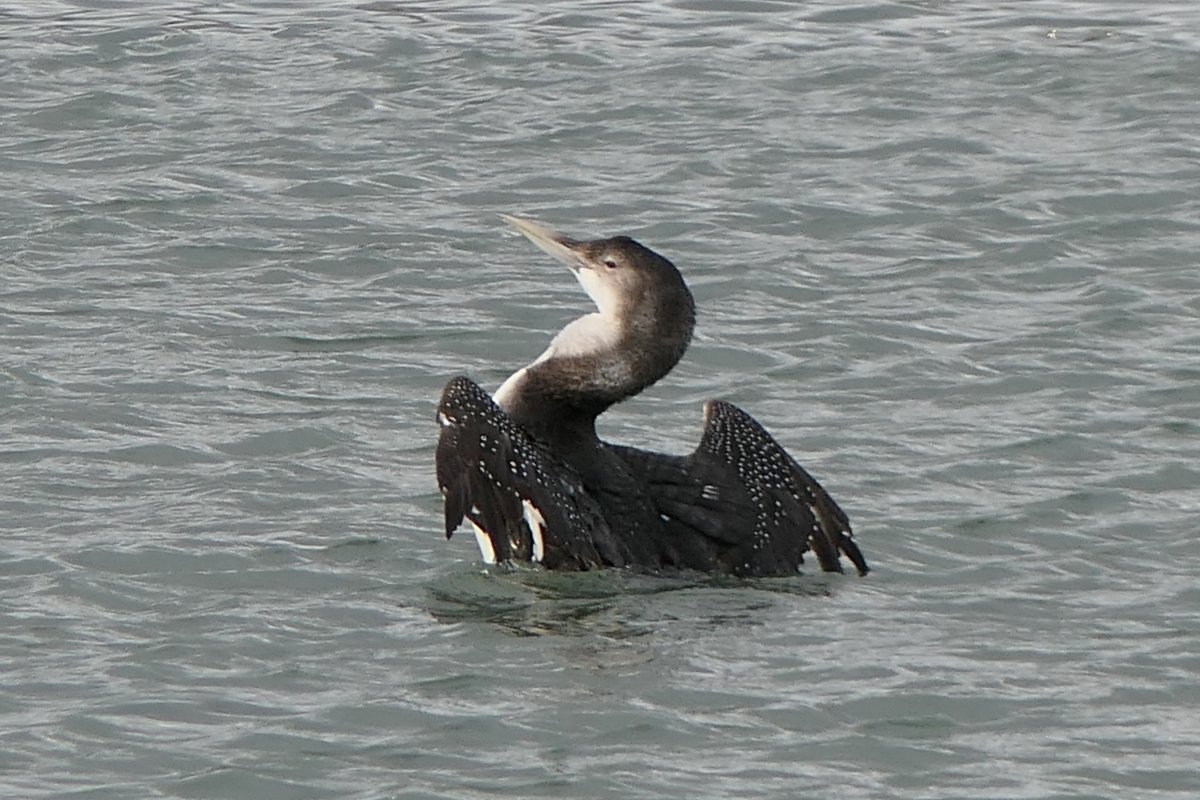 𝓡𝓮𝓿𝓭 𝓓𝓪𝓿𝓲𝓭 𝓐𝓽𝓴𝓲𝓷𝓼𝓸𝓷 tweet media