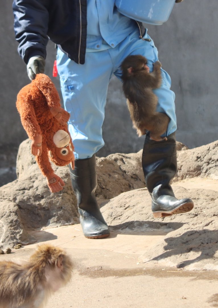 Out Of Context Animal tweet media