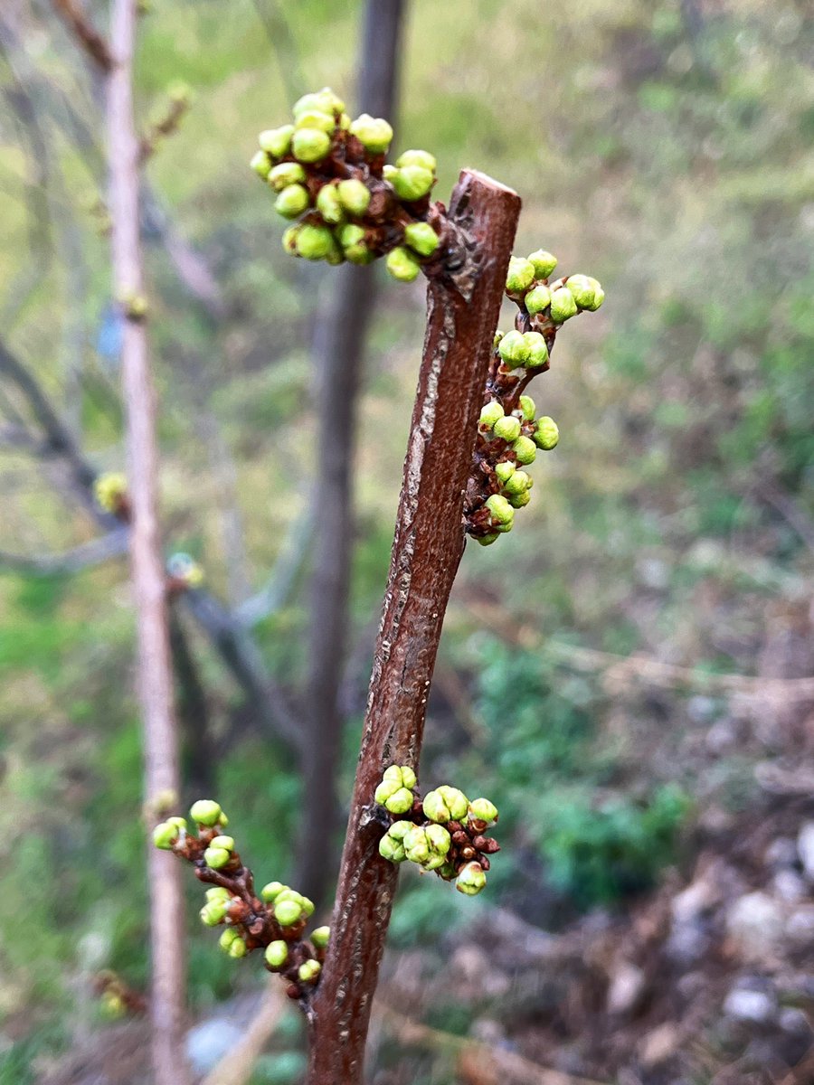 Winter's grip slips as the plum branch yields its first green secret
Spring finally breathing
