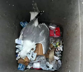 BBO Sports tweet media