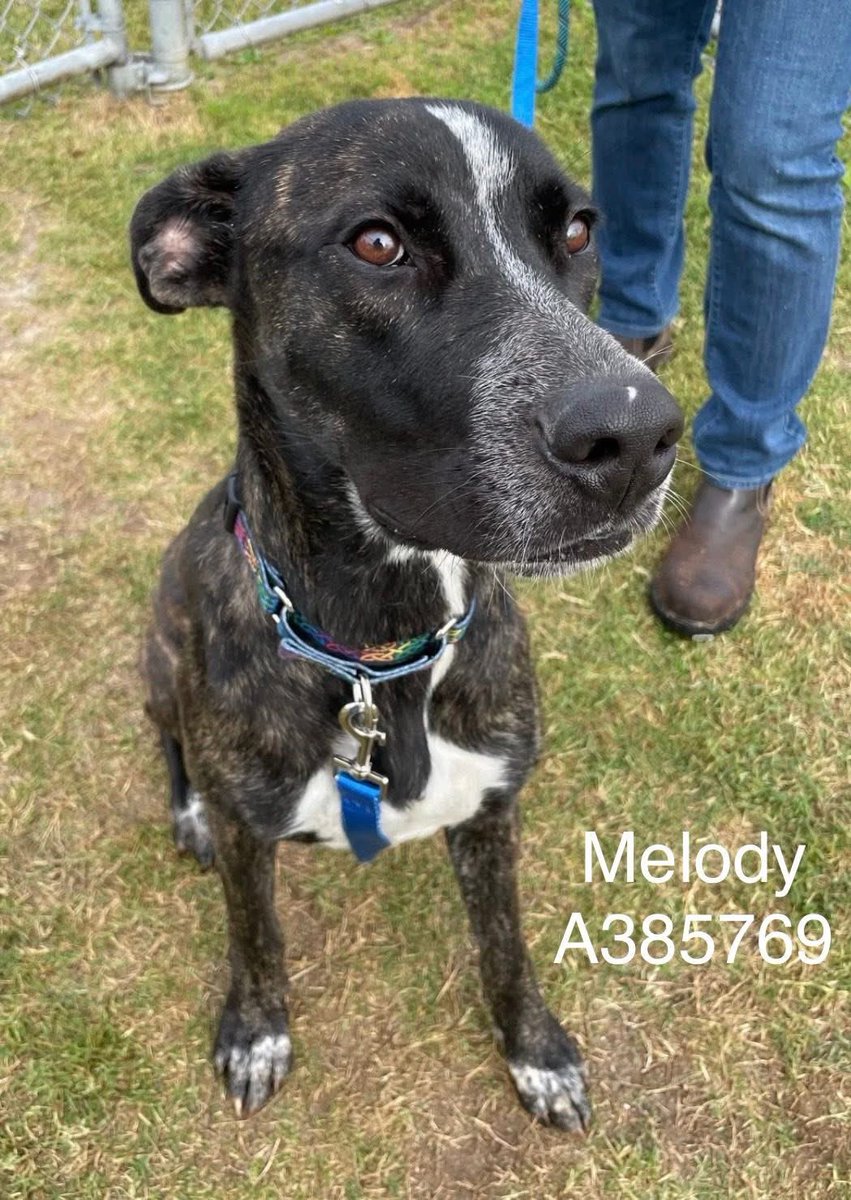 MELODY #A385769 4yo canine in dire straights is desperate 4 help
