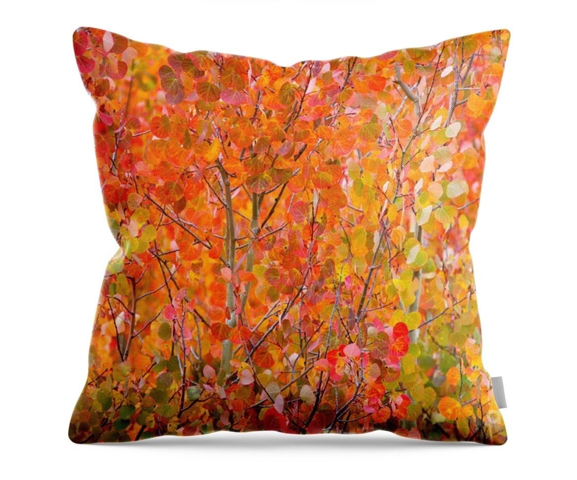 erinmdorffette's tweet image. A little #fallcolors fun with red #aspen leaves. #aspens #fallfoliage #autumn #fall #buyintoart #ArtoftheDay #artforsale #wallart #buyart #wallartforsale #photography #photooftheday 

faa.savingmemoriesbymakingmemories.com/featured/vibra…