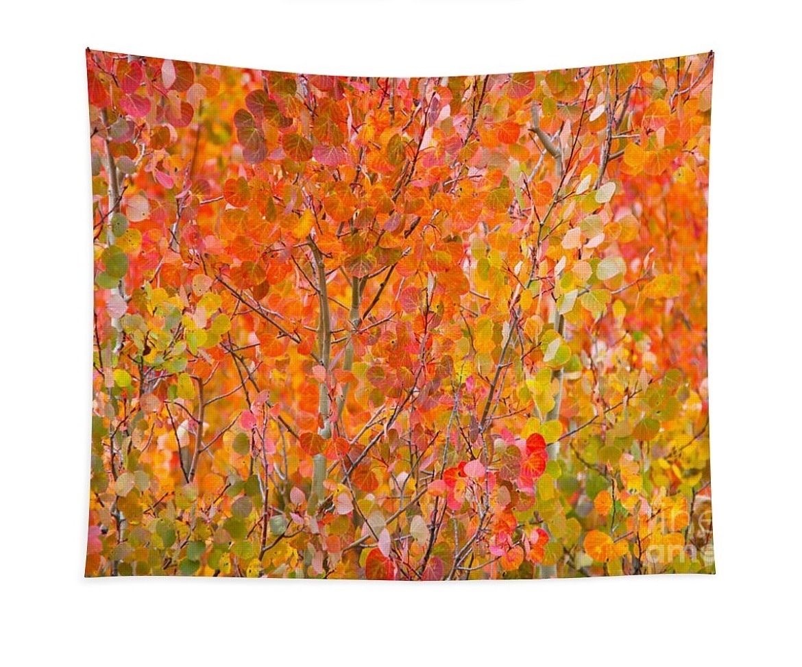 erinmdorffette's tweet image. A little #fallcolors fun with red #aspen leaves. #aspens #fallfoliage #autumn #fall #buyintoart #ArtoftheDay #artforsale #wallart #buyart #wallartforsale #photography #photooftheday 

faa.savingmemoriesbymakingmemories.com/featured/vibra…