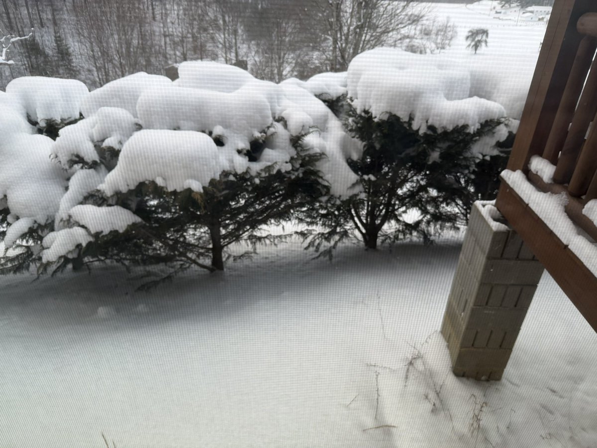 Turin54024117's tweet image. #LucknowFarms #WestVirginia #Appalachians #Poetry #Regrounding

Snow so high
Fluffy though
You can’t see out
Your bedroom window