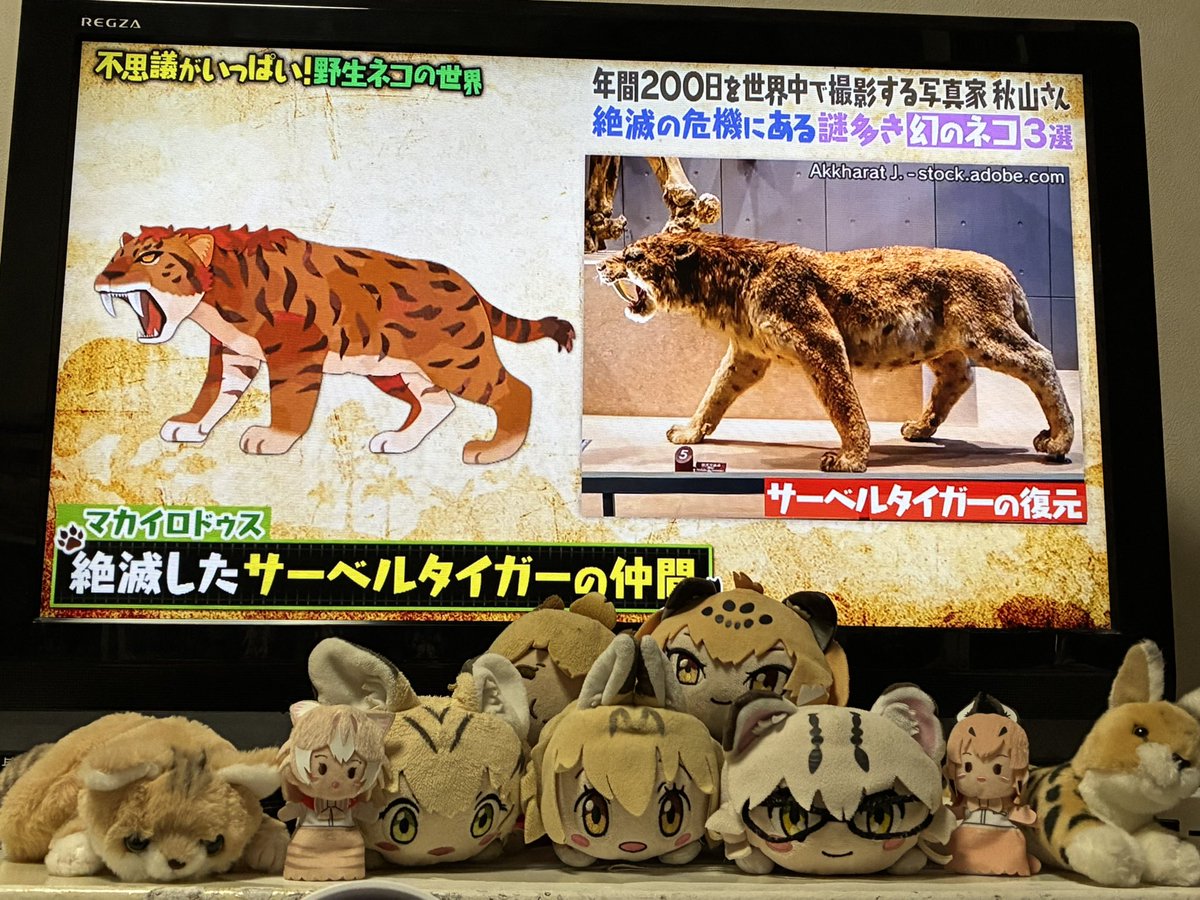 マカイロドゥス亜科の総称が 「サーベルタイガー」なんだよね #マツコ