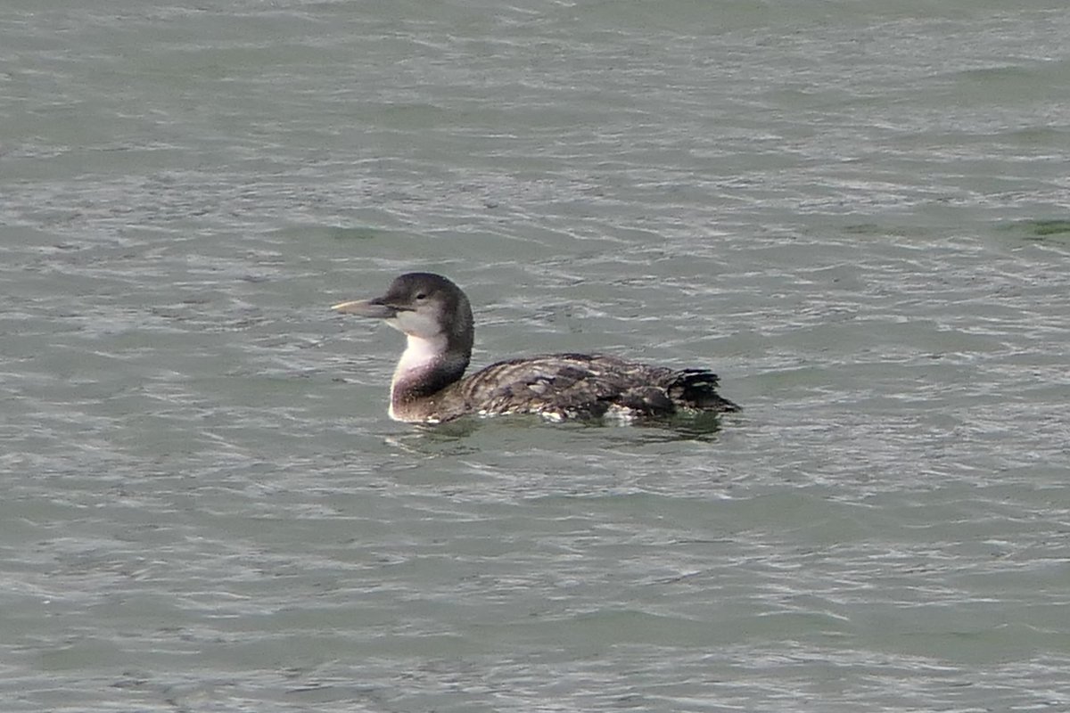 𝓡𝓮𝓿𝓭 𝓓𝓪𝓿𝓲𝓭 𝓐𝓽𝓴𝓲𝓷𝓼𝓸𝓷 tweet media