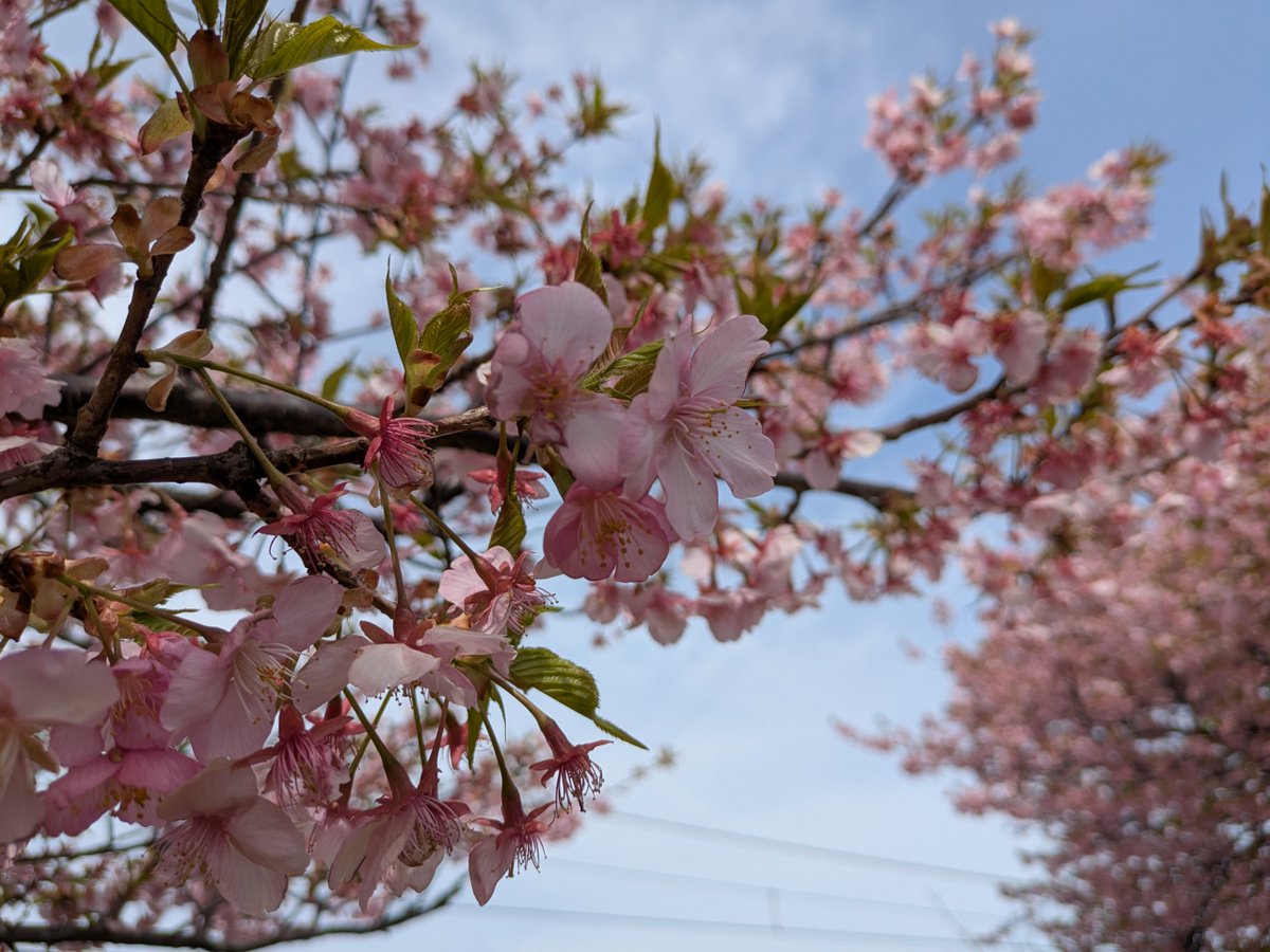 萩原健之 tweet media