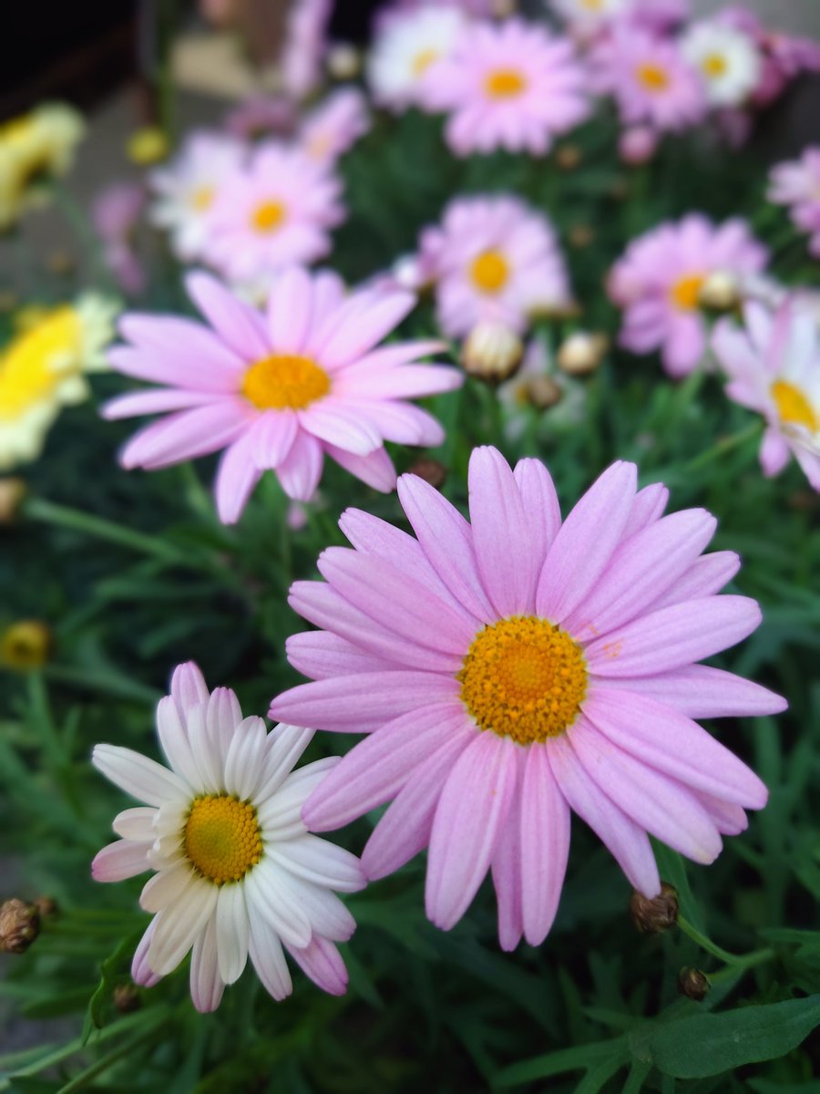 ✧✧✧⁠・*⁠”ﾟﾟ*⁠*⁠+✧⁠｡ 自分に感謝を向けるだけで ”””ﾟﾟﾟ*⁠*⁠*⁠+