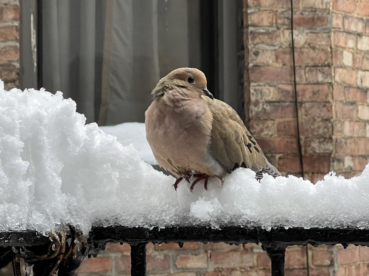 Fabhattan's tweet photo. Good #mourningdove #newyork #birdcpp https://t.co/bGxqfPIcmx
