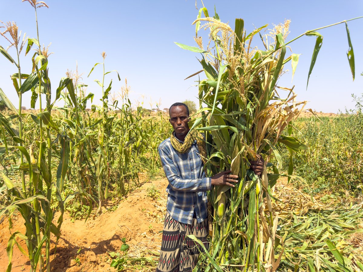 BORESHA- NABAD tweet media