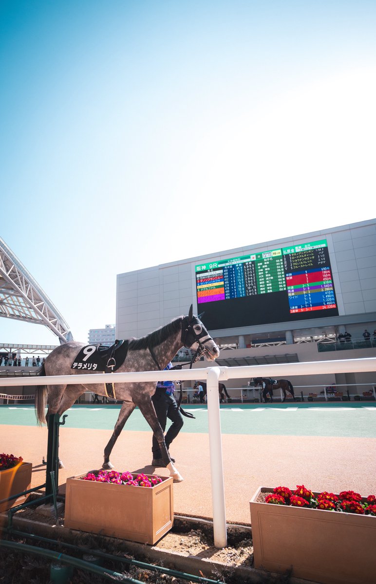 stay_h_p's tweet photo. #阪神競馬
#テラメリタ
#17mm https://t.co/elyCrAtjEq
