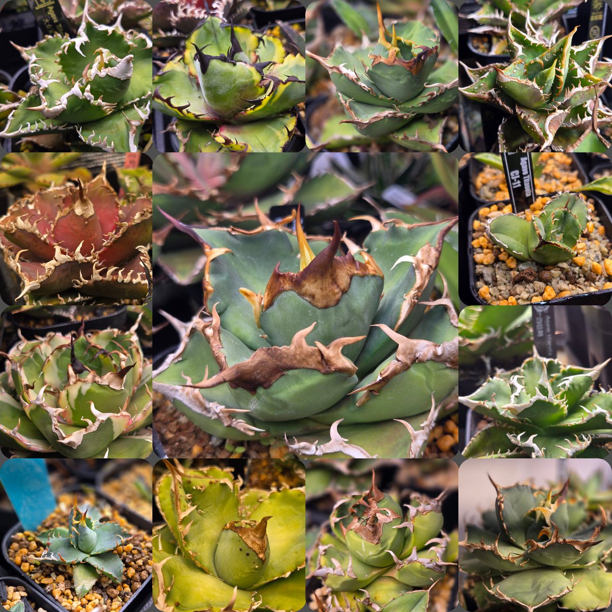 最近あんまりアガベあげてないですけどやってます😊 今週末のイベント