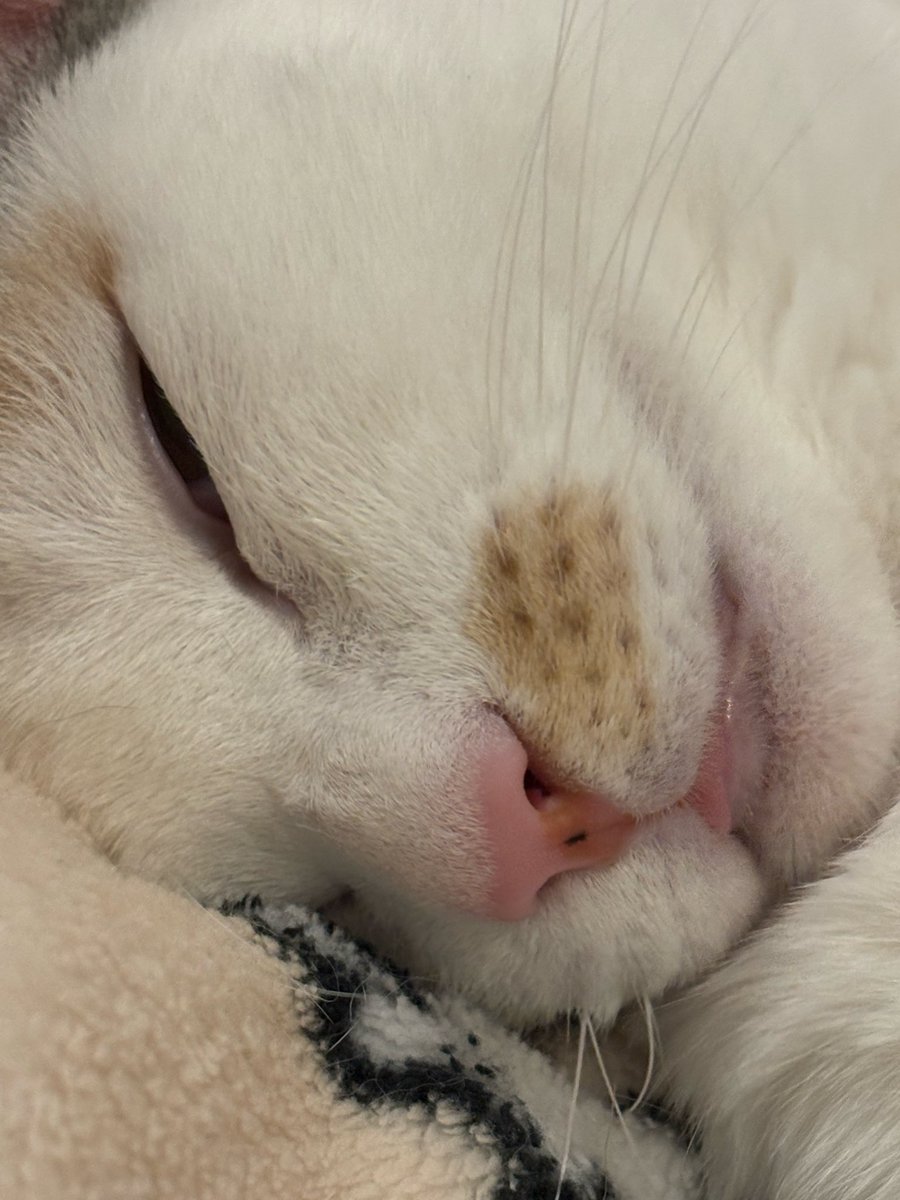 ヤサグレ飛猫隊マチ(こぅ) tweet media