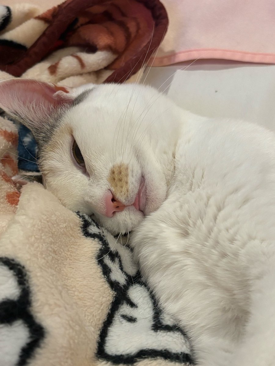 ヤサグレ飛猫隊マチ(こぅ) tweet media