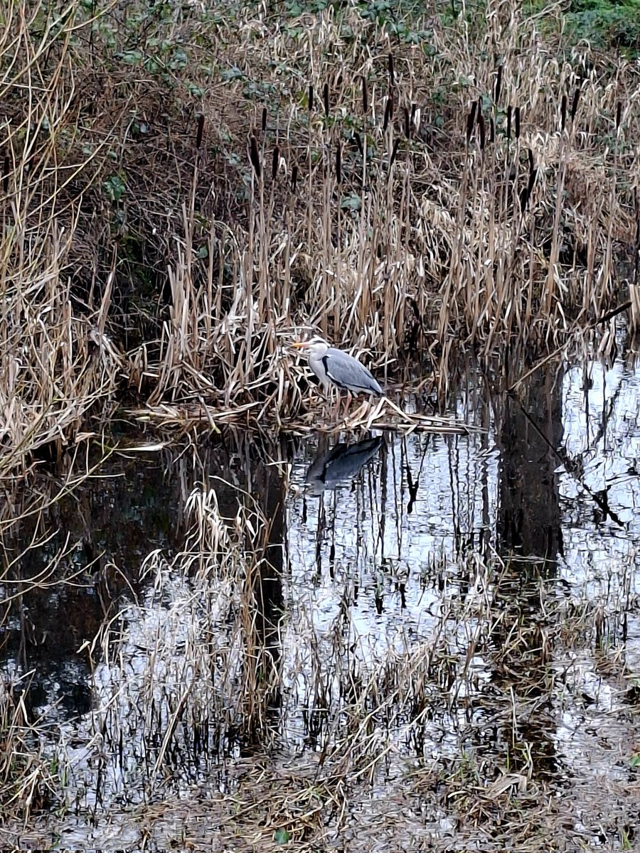 First Frog of springtime and a Grey Heron lurking nearby!
Very mild almost balmy morning. <a href="/bbcniweather/">BBC NI Weather</a> <a href="/AimsirTG4/">Aimsir TG4 💚</a> <a href="/WeatherCee/">Cecilia Daly</a> <a href="/barrabest/">Barra Best</a>