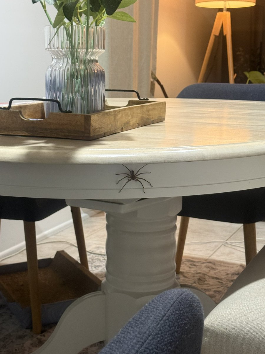 One question- were you there this morning when I sat drinking my cup of tea ☕️ in peace? 😩 15 years and still not used to these 😳 just a Kiwi girl trying to make it in Oz. 
Thankful my husband does snakes and spiders for me. 
$UFD go to $10B so I can buy a house in the sky
