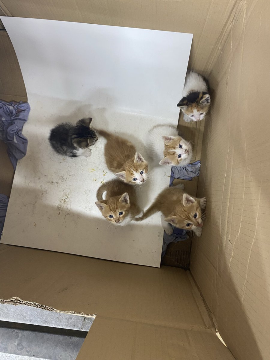 Süt kuzusu bebek dolu dukkanim matbaada koca  kolilerde korumaya calisiyorum bebeleri yokmu illada yavru isterim diyen Istanbul 
<a href="/ceylan_peace/">ceylan ertem 🩵</a> <a href="/otekidunyali/">meric keskin</a> 
<a href="/zeyno_citlembik/">çitlembik zeyno</a>