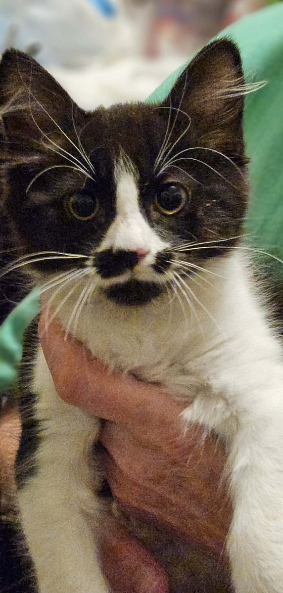 Round 5 at fostering! Meet little Sirius! 

Sirius is a 12 week old male DSH that will be in my care from tomorrow and I’m so excited to hold him! ❤️

Since he’s a solo baby and I’m the only one home at the moment, he’ll be in my office while I stream this week!