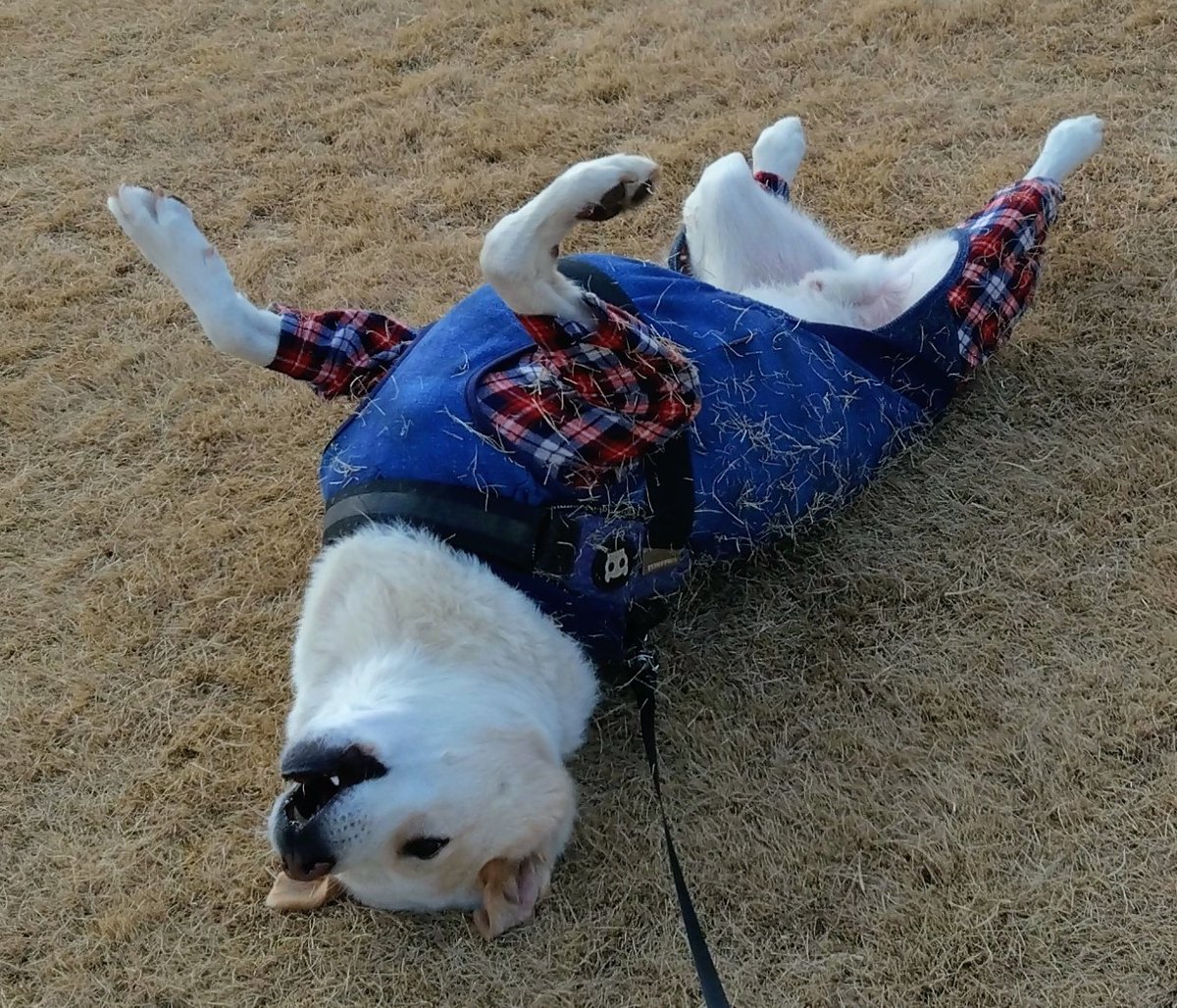 トロワのゴロスリ
どんなに汚れようが、とめない
だって凄く気持ちよさげな顔だもん🩷