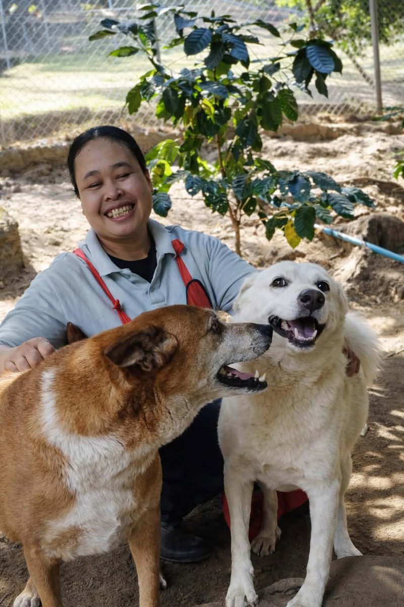 ✨Jasper, Gemma &amp; Pan leur staff ✨
Plus de peur, plus d’errance… juste du calme, des soins et de l’amour
Pan veille sur eux comme une vraie maman❤️
Chaque soutien compte pour continuer à prendre soin d’eux jour après jour.
#Sanctuaire #loulousheureux❤️ 

linktr.ee/associationsan…