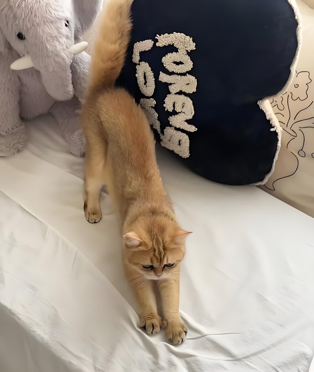 KWarrenasdasd's tweet photo. 猫ちゃんにバイバイして、おうちに帰って寝るね〜😊 https://t.co/XJnHif07fv