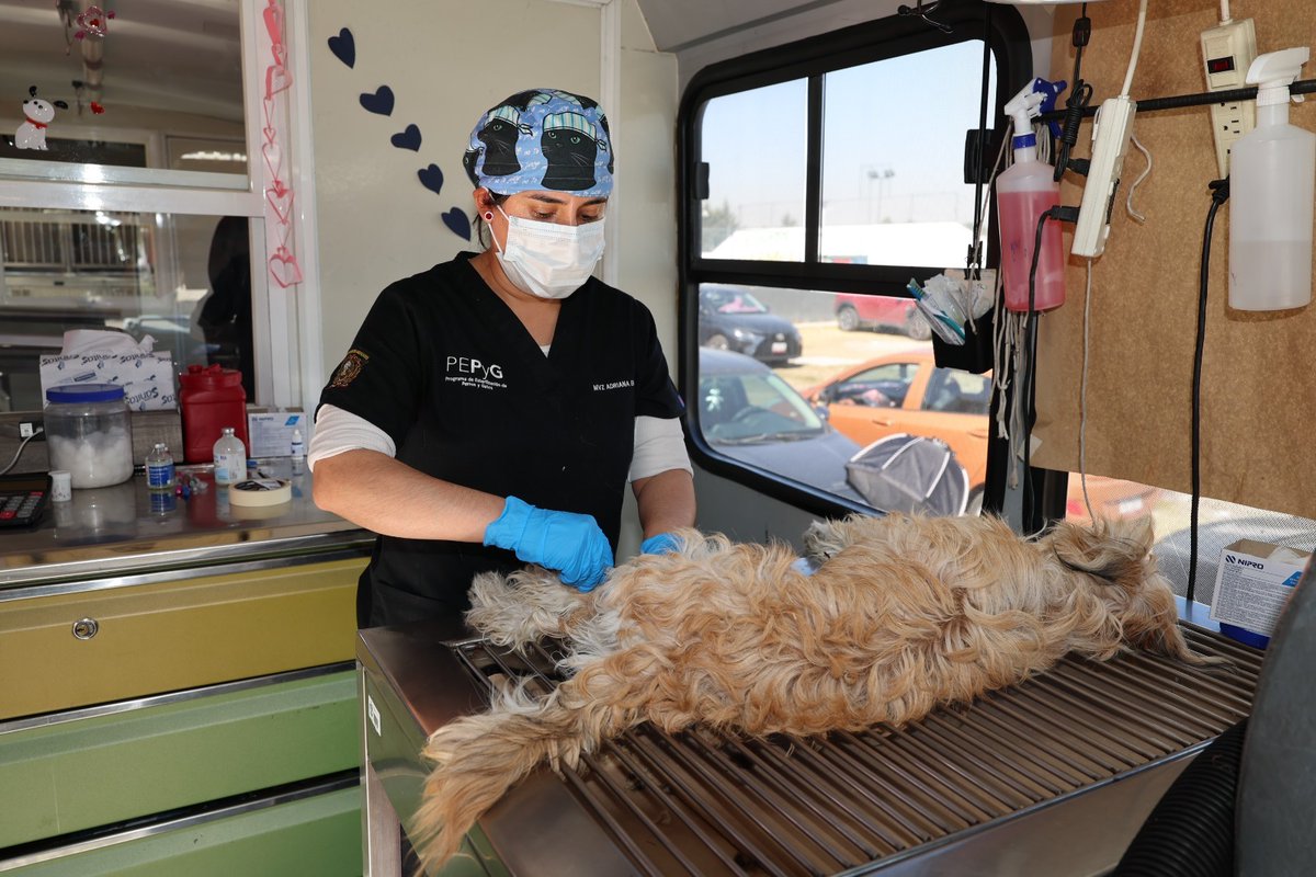 Esterilización animal, estrategia clave para enfrentar la sobrepoblación de perros y gatos ndlnoticias.com/2026/02/esteri… <a href="/PatyzarzaUaemex/">Paty Zarza</a> <a href="/sintesisuaemex/">Síntesis UAEMex</a> <a href="/UAEM_MX/">UAEMéx</a>