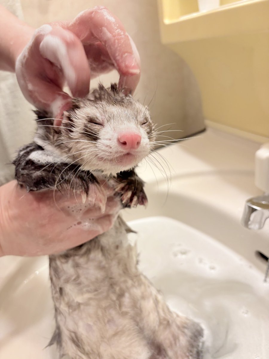 お客さまー  カユイところはここですかー？ｺﾞｼｺﾞｼ

#りんぺー #ferret