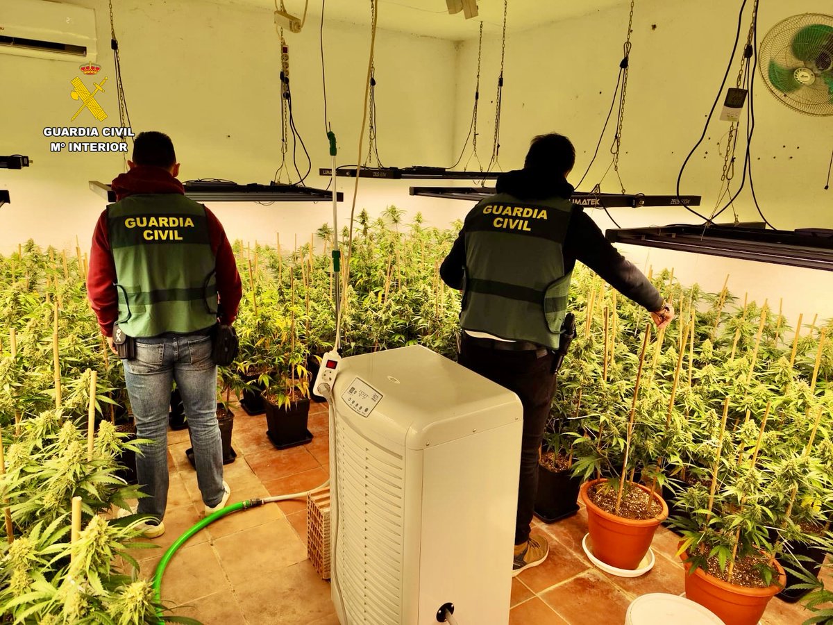 La Guardia Civil desmantela dos plantaciones de marihuana en dos viviendas de la misma localidad situadas en la comarca Miajadas-Trujillo @Rtvmiajadas rtvmiajadas.es/la-guardia-civ…
