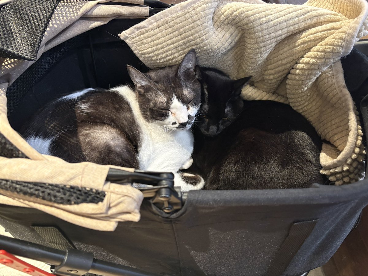 早く🧑‍🚀不変👼になりたいめぐもんじゃー🍏 tweet media