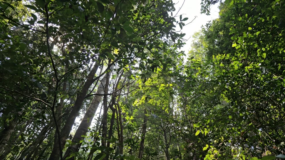 Center for Investigative Reporting, Sri Lanka tweet media