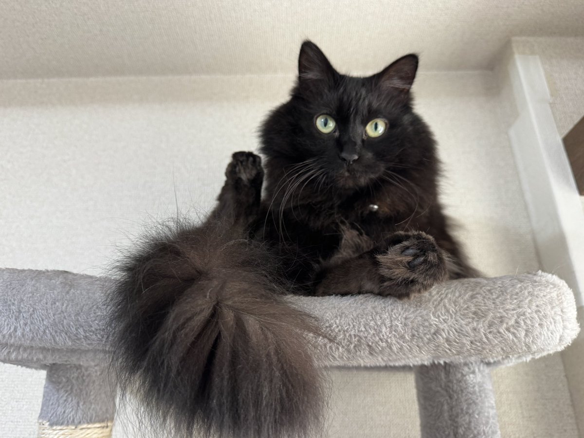 黒ねこボサのもふ日和 (@803_mama) / Posts / X