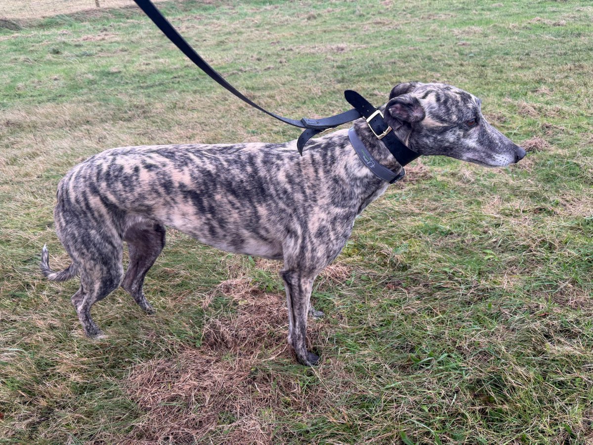 Jubilee Kennels tweet media