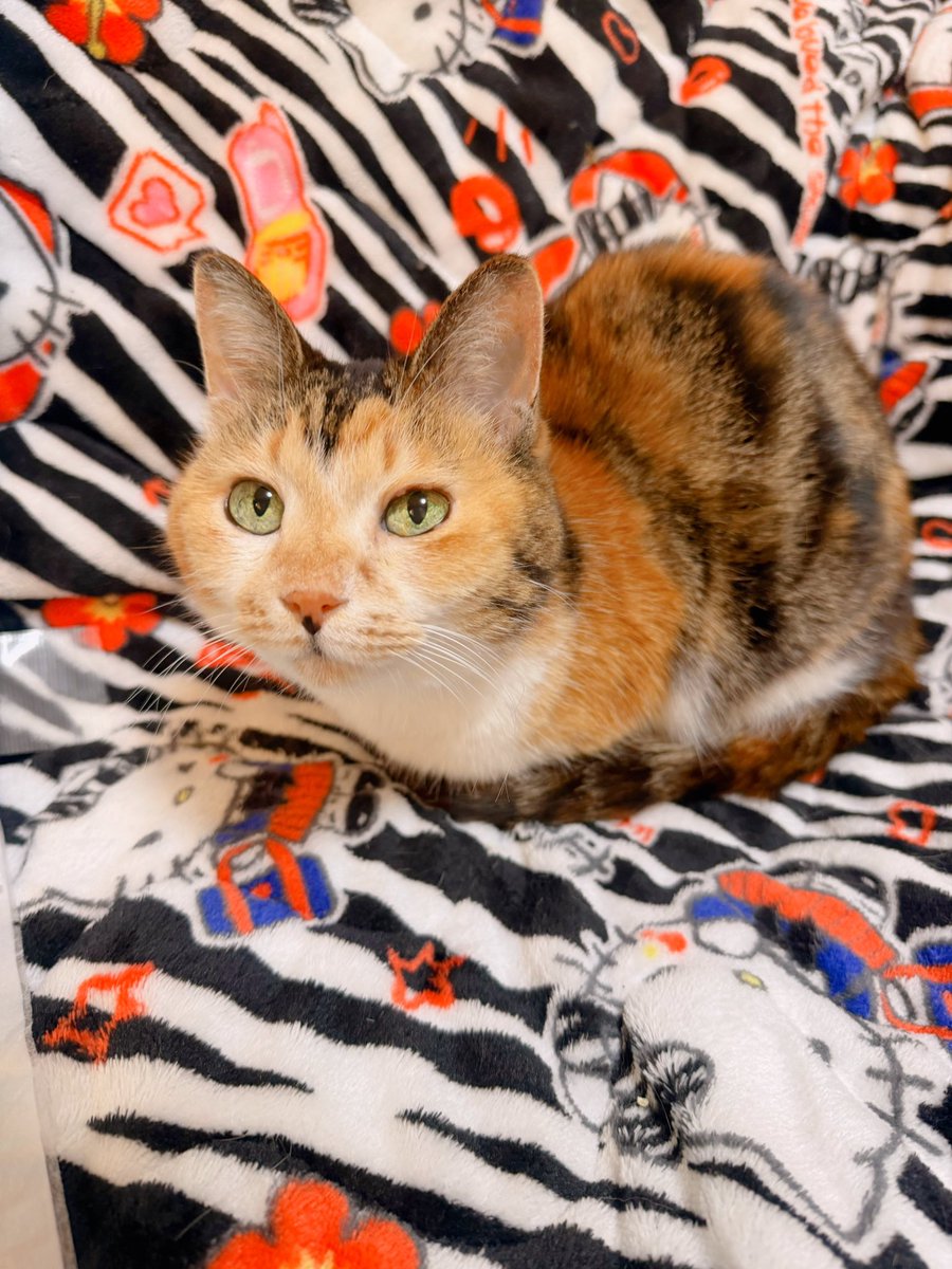 あめちゃん🐱 (@cocoakumikoda) / Posts / X