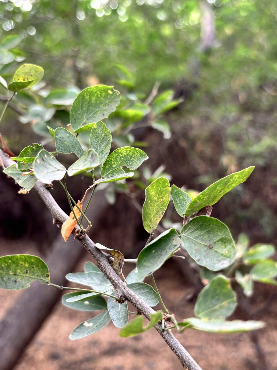 pargaien's tweet image. Nature always leaves us clues. 
33 years ago, as an officer trainee, my DFO introduced me to Pithecellobium dulce (Jungle Jalebi). Its stem has signature spines at regular intervals which is a most  reliable field identification markers.🌳✨
 #Forestry #TreeID #JungleJalebi