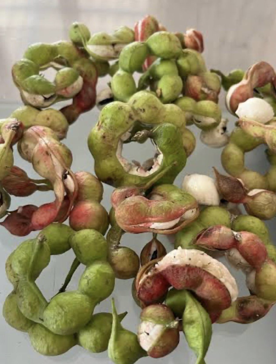 pargaien's tweet image. Nature always leaves us clues. 
33 years ago, as an officer trainee, my DFO introduced me to Pithecellobium dulce (Jungle Jalebi). Its stem has signature spines at regular intervals which is a most  reliable field identification markers.🌳✨
 #Forestry #TreeID #JungleJalebi