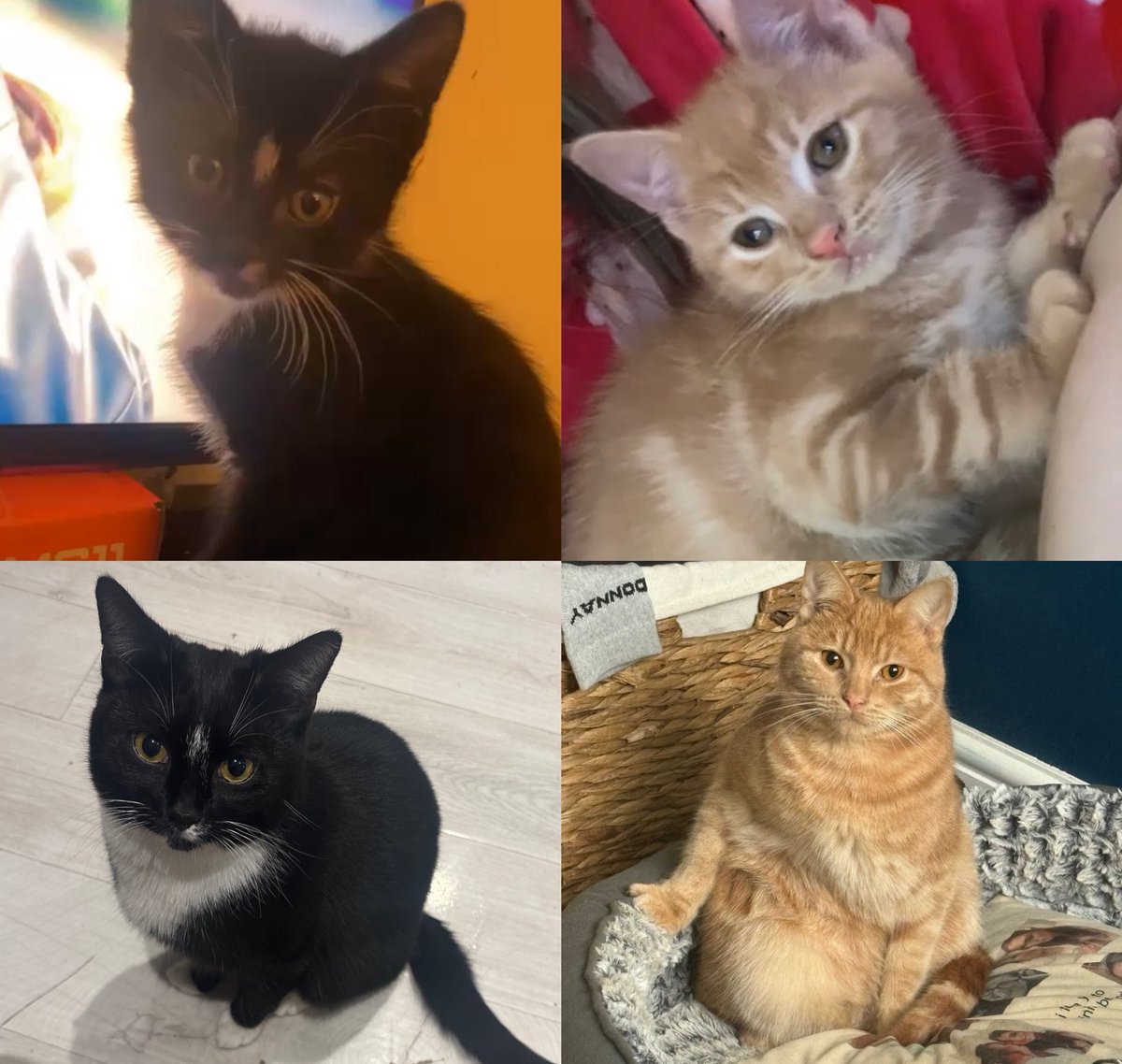 qtcharl's tweet photo. they grow up so fast ;-; https://t.co/eXzZn3m56U