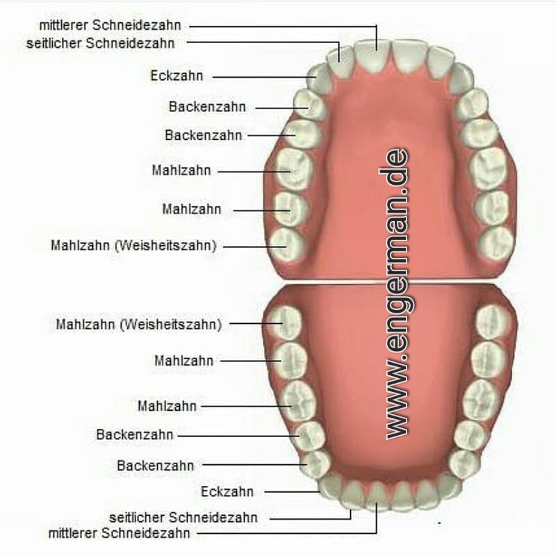 Learn German tweet media