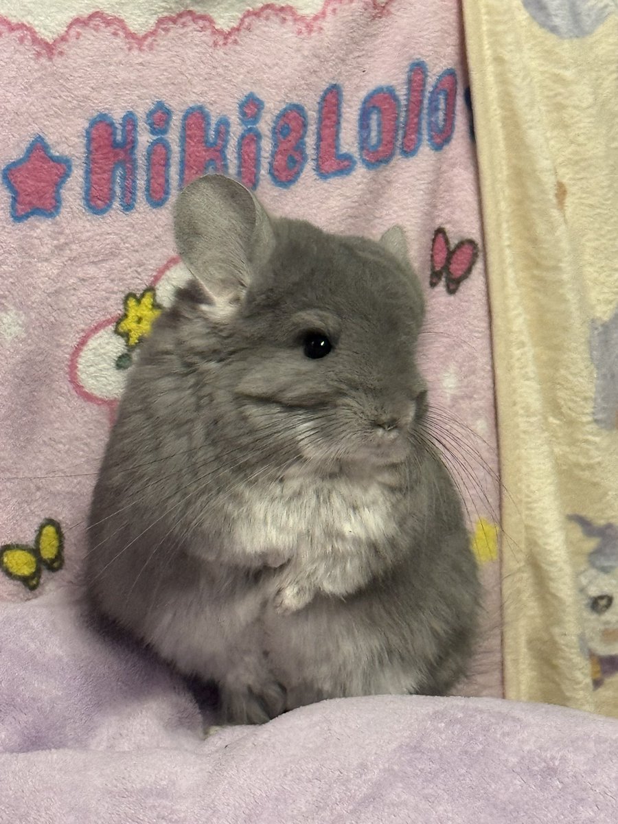 ふらんねるお嬢様🫖チンチラ (@flannel_1012) / Posts / X