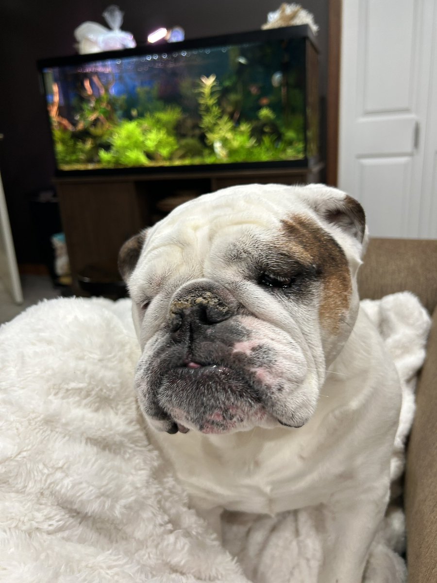 Cleopatra the English Bulldog tweet media