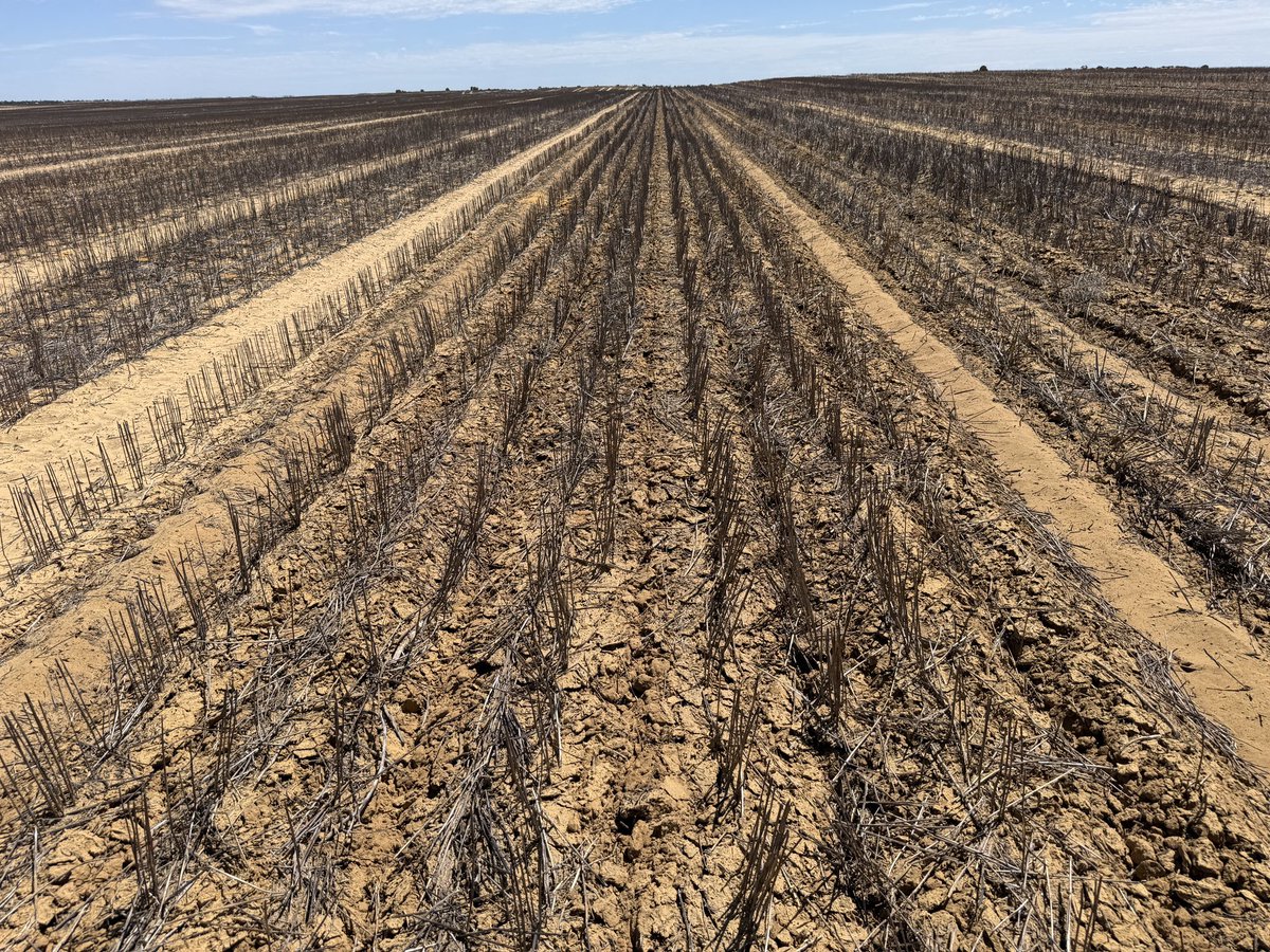 grantcropcircl1's tweet photo. Homemade 3PL ripper out on the Yuna sandplain, leaf spring breakout, ripping to 800mm, minimal topsoil disturbance. Very impressive. https://t.co/qM8MNSV8EZ