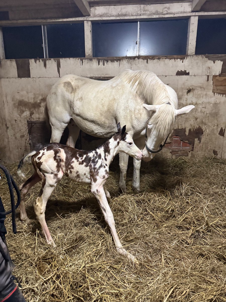 ブチコじゃん！ 気性は荒くならないで欲しいww