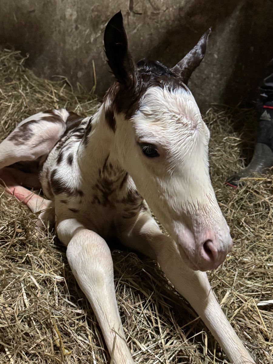 ブチコじゃん！ 気性は荒くならないで欲しいww