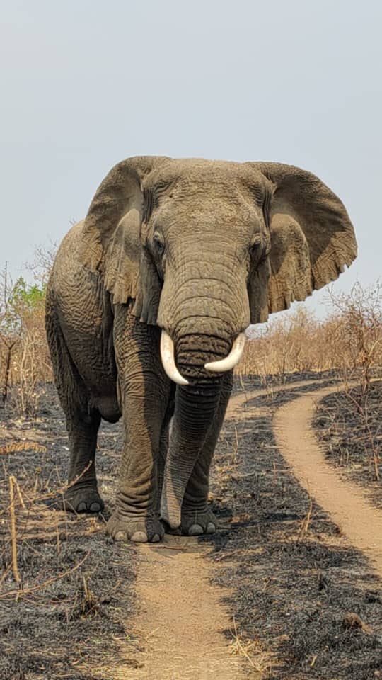 Wildlife. Culture. Adventure.
All in one unforgettable journey. Join us to #AkageraNationalPark to enjoy #Safari #adventure 
Ready?
👉 Contact <a href="/JungleRideSafar/">Jungle Ride Safaris</a> now to start planning.

📩jungleridesafaris@gmail.com

#jungleridesafaris  #ExploreRwanda #wildlife #natgeo #vacation