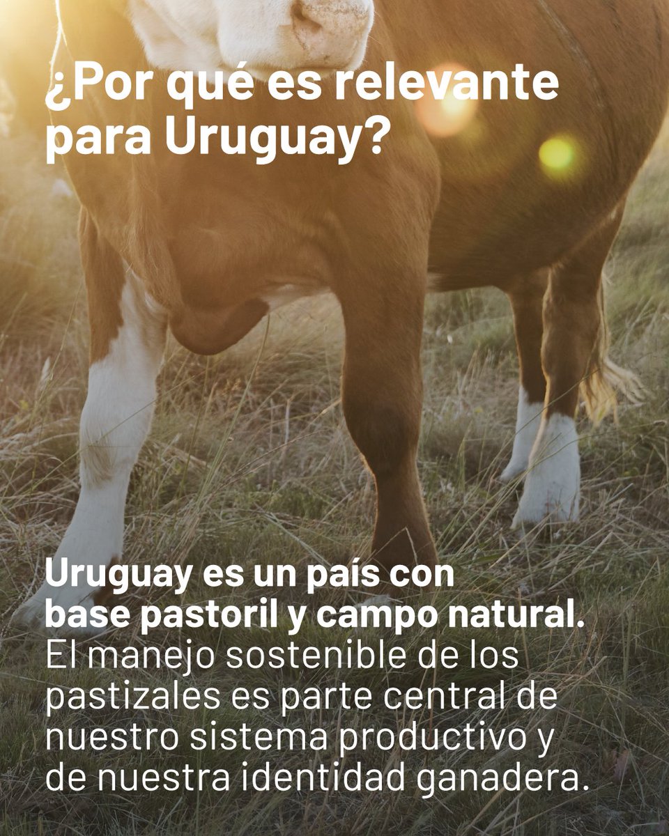 Progan - Productores Ganaderos del Uruguay tweet media