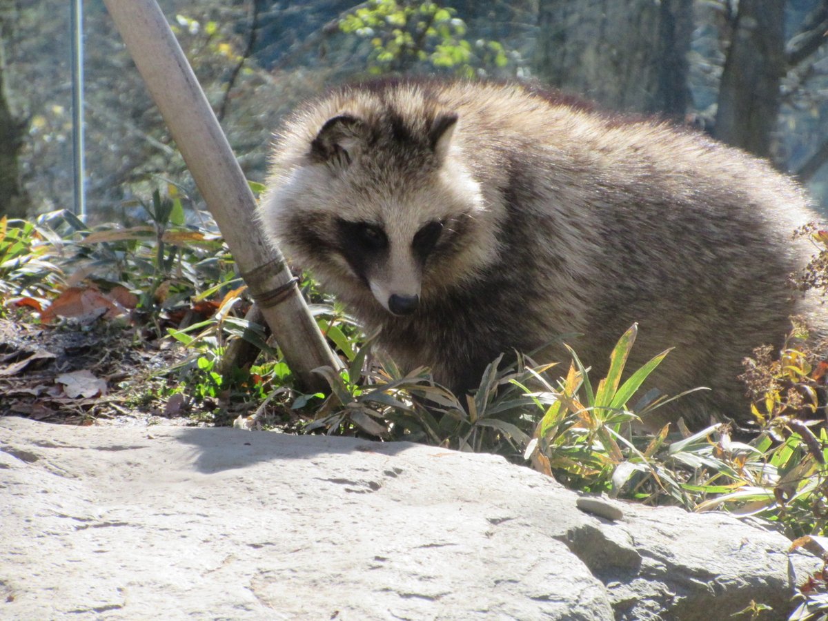 ホンドタヌキ #松本市アルプス公園 井の頭でぷるるさんを見て、彼女が