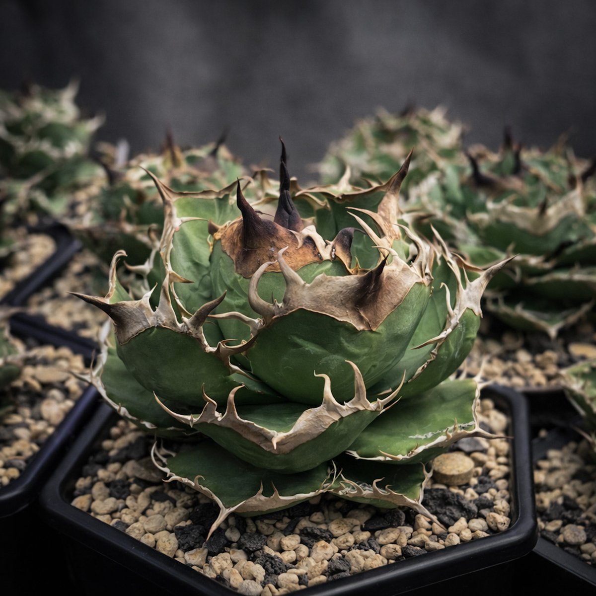 アガベ初心者 tweet media