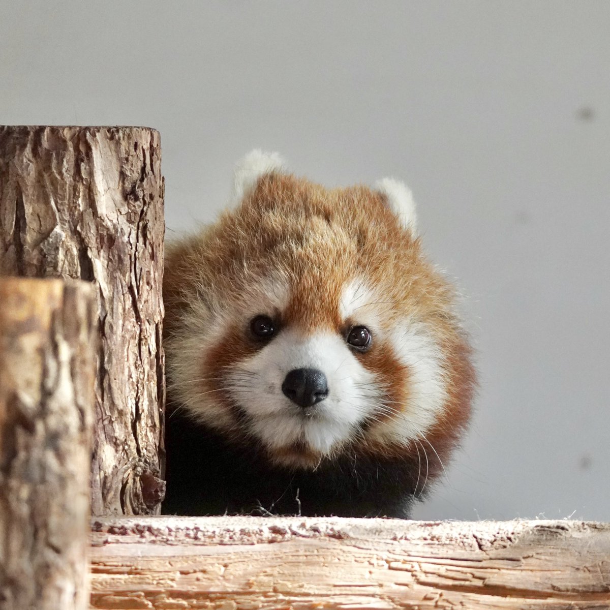 レッサーパンダ