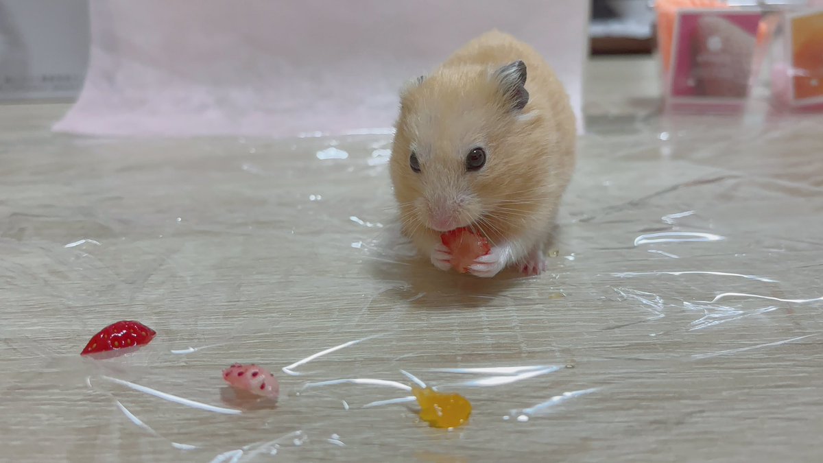 ういらぶうい🍓 tweet media