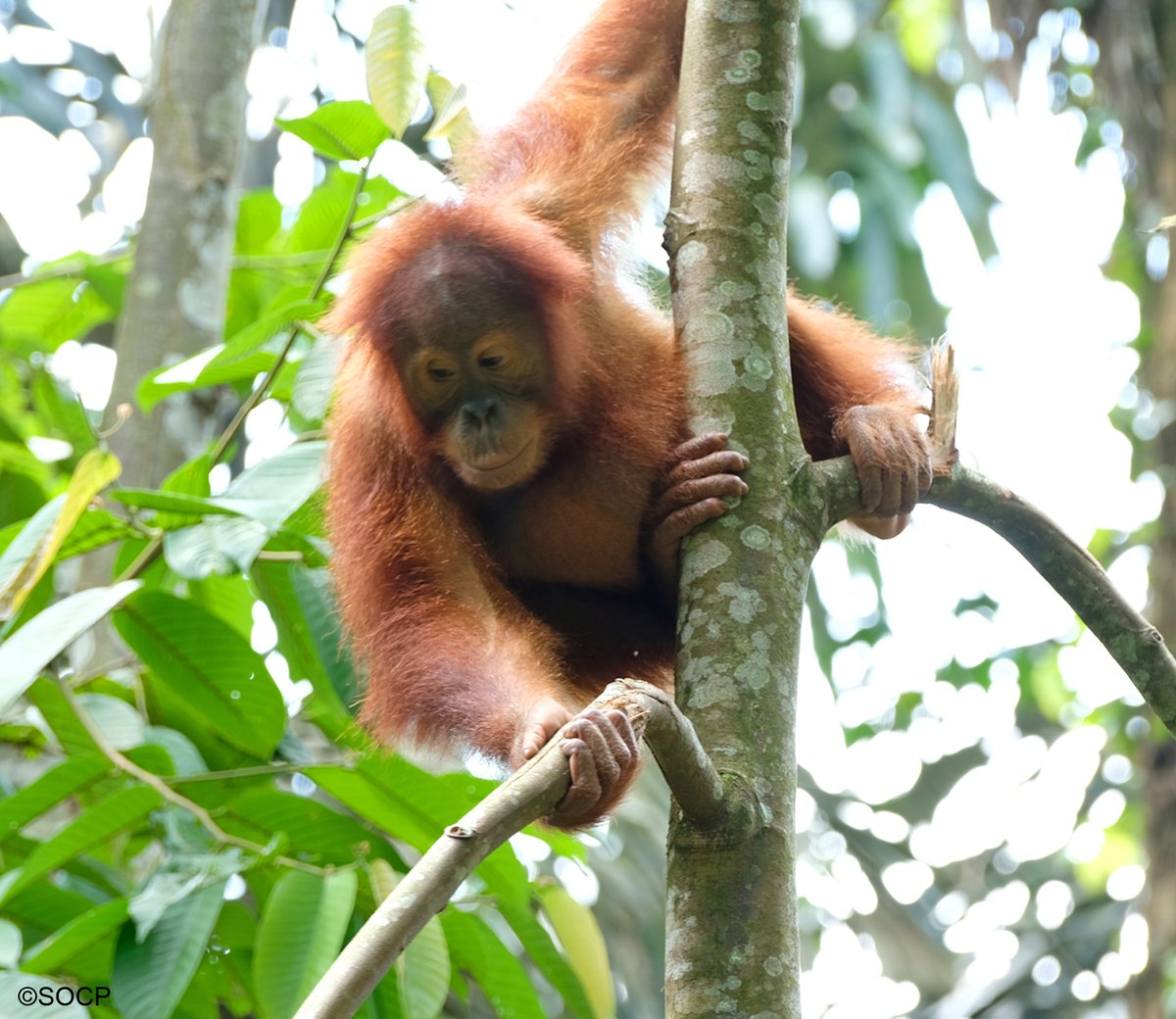 Orang-Utans In Not tweet media